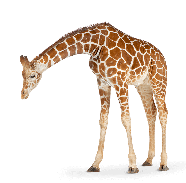 Bunt angemalte Nacktkatze