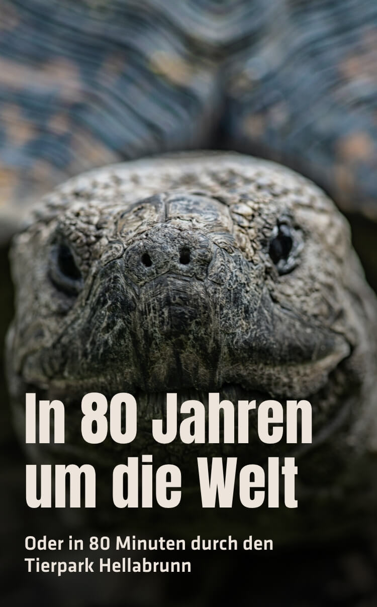 In 80 Jahren um die Welt, oder in 80 Minuten durch den Tierpark Helabrunn
