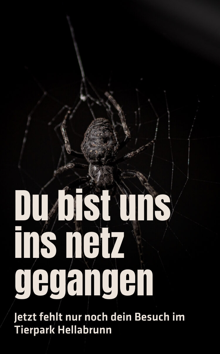 Du bist uns ins Netz gegangen, jetzt fehlt nur noch dein Besuch im Tierpark Hellabrunn