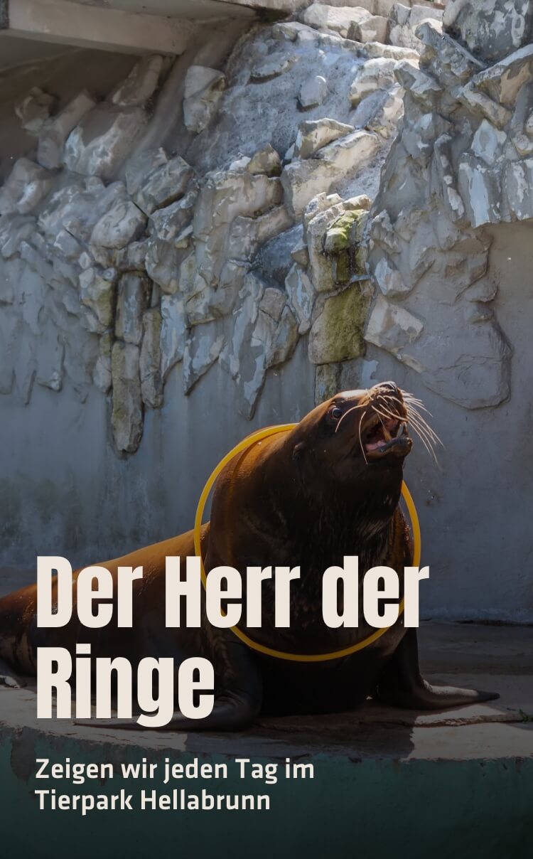 Der Herr der Ringe, zeigen wir jeden Tag im Tierpark Hellabrunn
