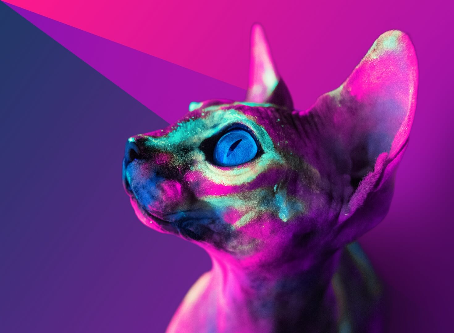 Bild einer bunten Nacktkatze vor Hintergrund mit Muster